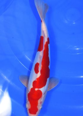 DOITSU KOHAKU - KOD2507