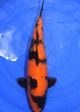 HI UTSURI - SHIN2502