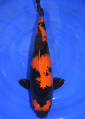 HI UTSURI - SHIN2504