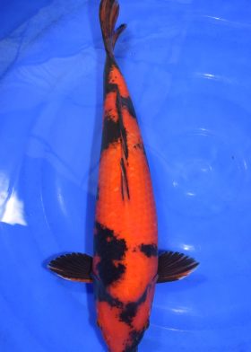 HI UTSURI - SHIN2505