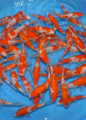 Kohaku 13-16 cm - MARUDO