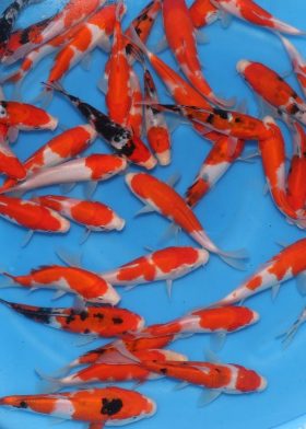 Kohaku et Sanke 15-18 cm - MARUSEI